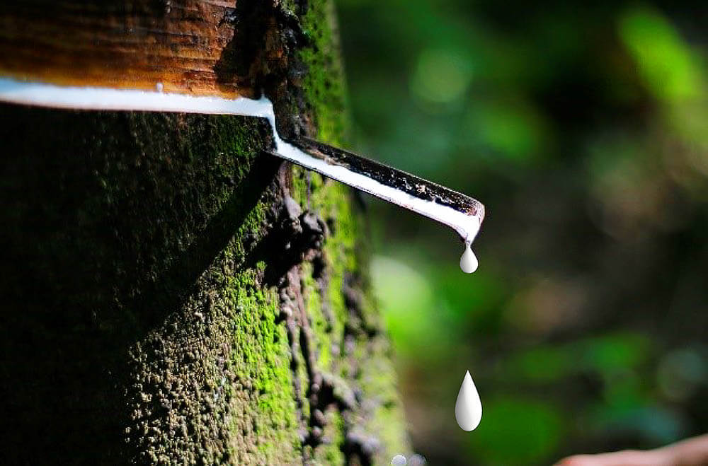 Latex-Rubber-Tree.jpg