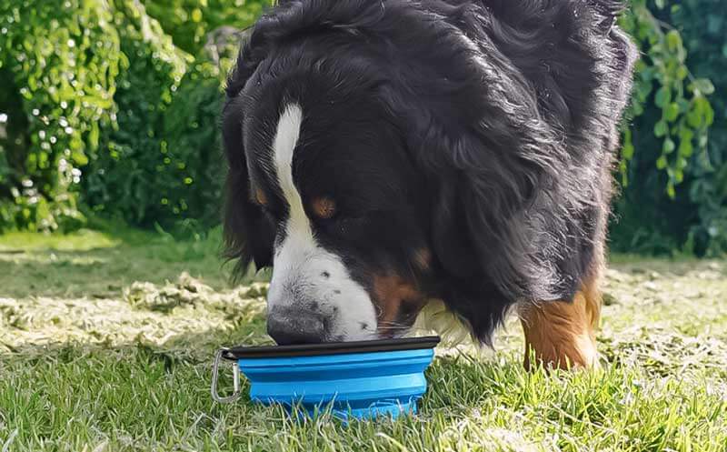 The Ultimate Guide to Choosing a Customized Silicone Pet Bowl